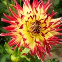 dahlia