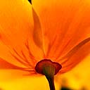 goldpetals