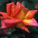 redflower