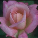 rose2
