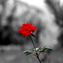 rose3