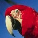 Pajarito4