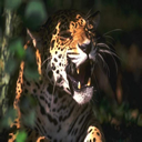 bigcat09