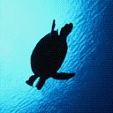 ntur1_turtle04