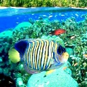paradise1
