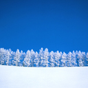 winter-trees